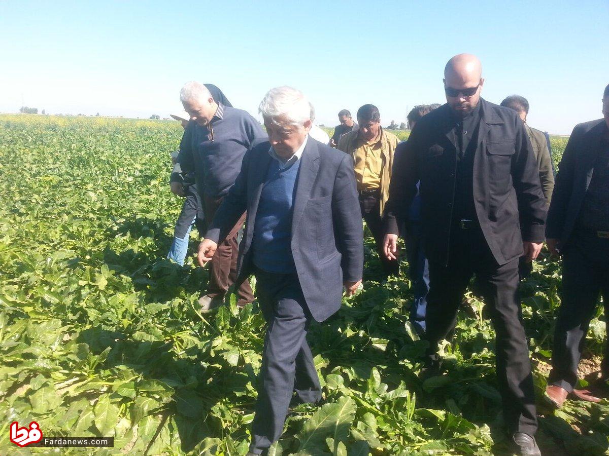 وقتی آقای وزیر روی دسترنج کشاورز ایرانی راه می رود! +عکس