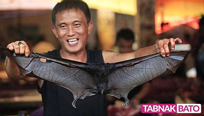 استقبال مردم اندونزی از گوشت خفاش با وجود کرونا!