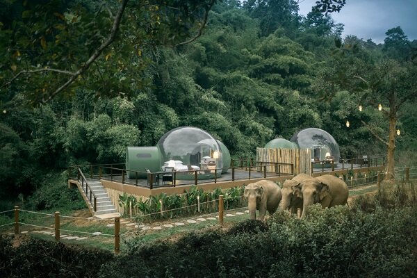 راه اندازی هتل جنگلی حبابی برای همنشینی با فیل‌ها+عکس