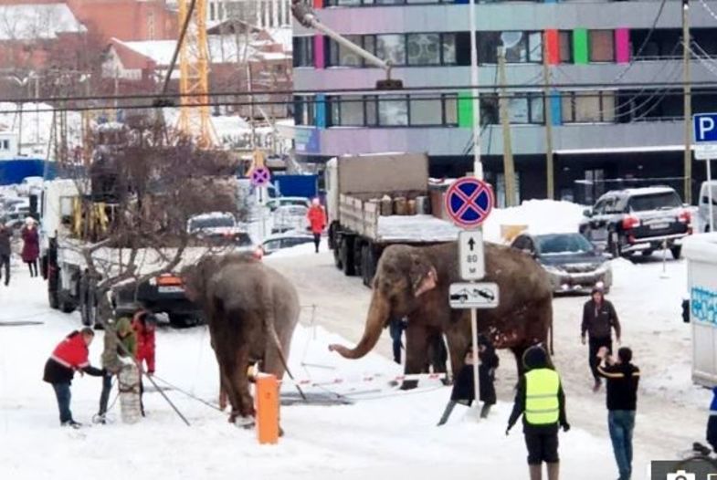 فرار فیل ها به داخل خیابان +عکس
