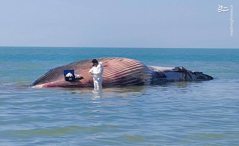 نمونه‌برداری از لاشه نهنگ غول‌پیکر در بوشهر+عکس
