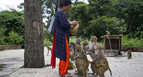 جنگ وحشتناک صدها میمون بر سر یک تکه غذا