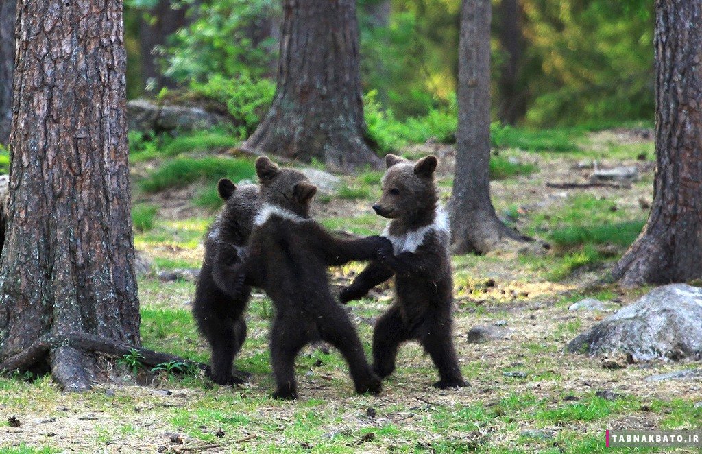 عکس‌های جالب از بازیگوشی بچه خرس‌ها