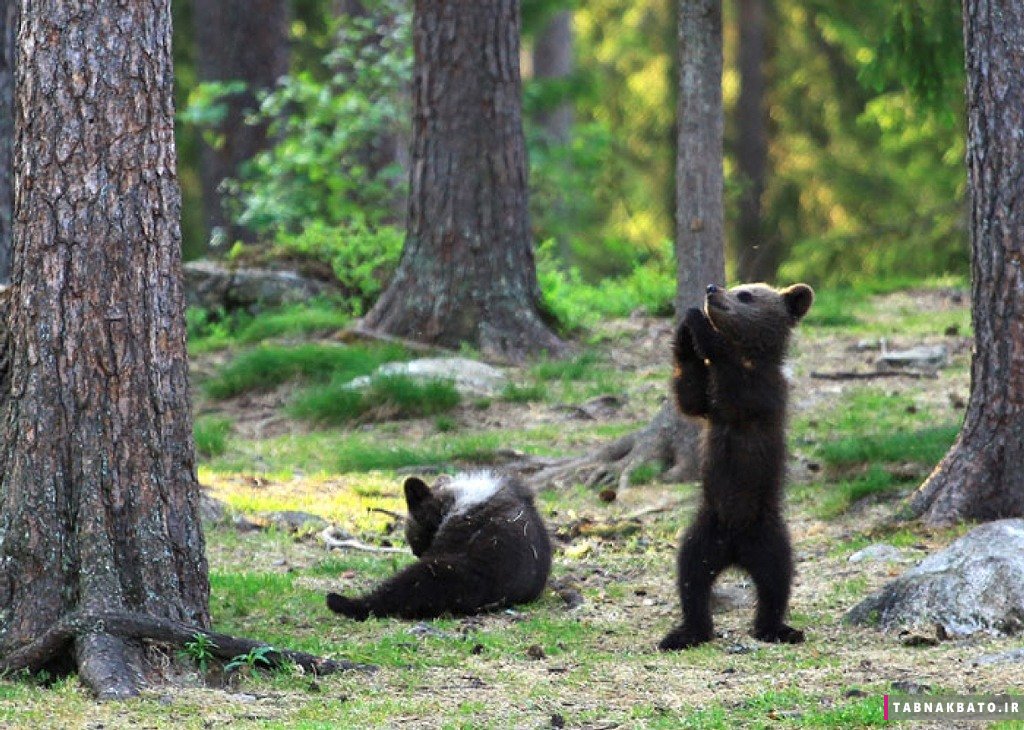 عکس‌های جالب از بازیگوشی بچه خرس‌ها