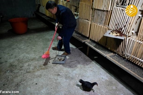کار پرسود یک کشاورز چینی با پرورش ۱۰ میلیون سوسک!