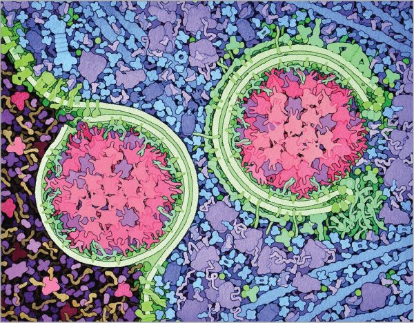 دانشمند و هنرمندی که با سوژه قرار دادن ویروس‌های کشنده، آنها را تبدیل به تصاویر و پوسترهای زیبا می‌کند