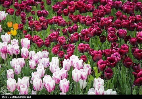 نهمین جشنواره گل در ارومیه