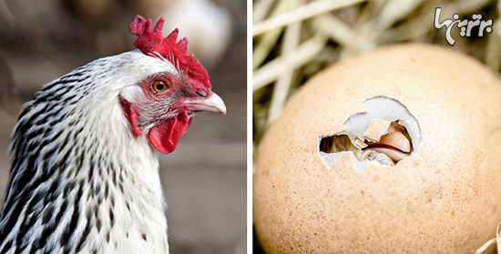 اول مرغ بود یا تخم مرغ؟دانشمندان بالاخره جواب را پیدا کردند