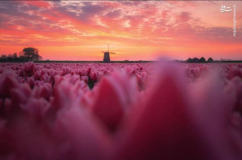 مزارع زیبای گل در هلند+عکس