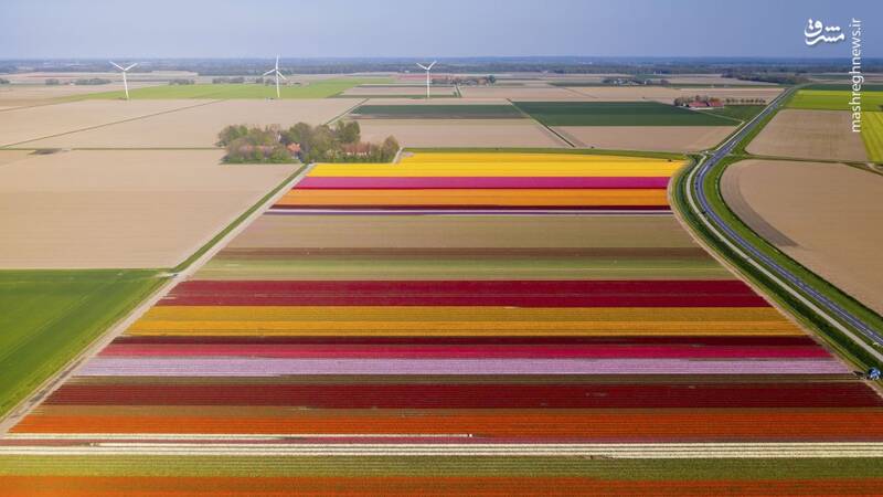 مزارع زیبای گل در هلند+عکس