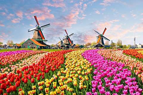 زیبایی چشم نواز فصل گل لاله در هلند