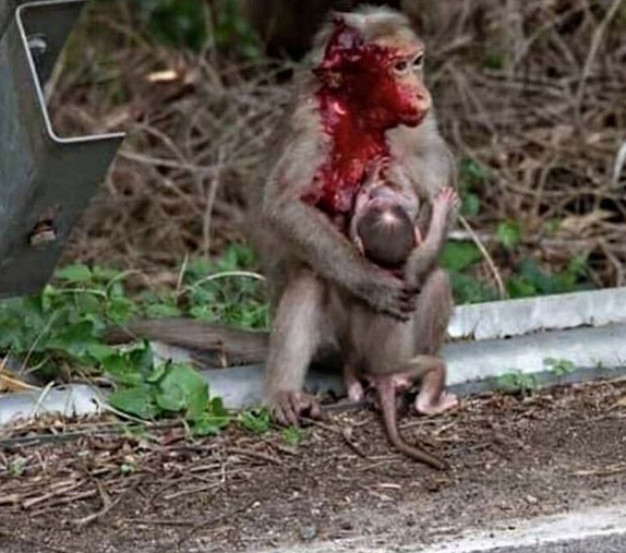تصویری دردناک از مهر مادری یک میمون