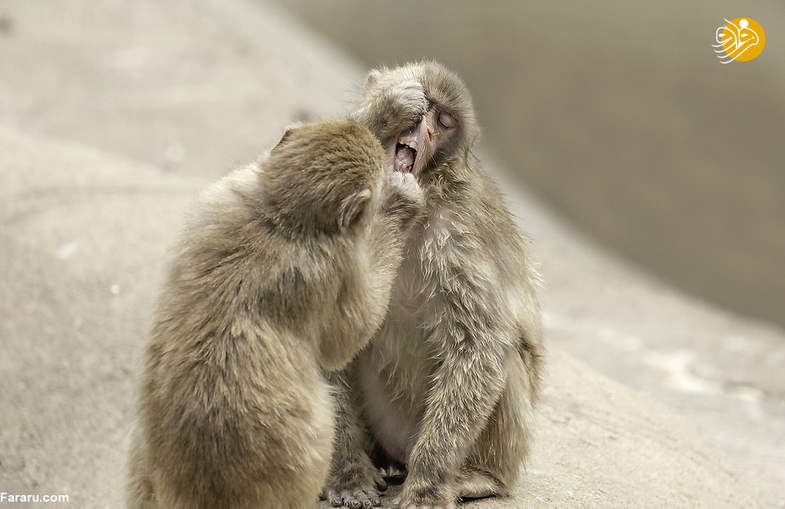 وقتی میمون ماکاک دندانپزشک می‌شود! +تصاویر