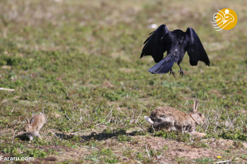 شکار دیدنی خرگوش توسط کلاغ +عکس