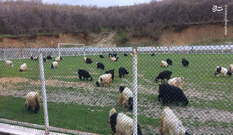 چریدن گوسفندان در زمین فوتبال+عکس