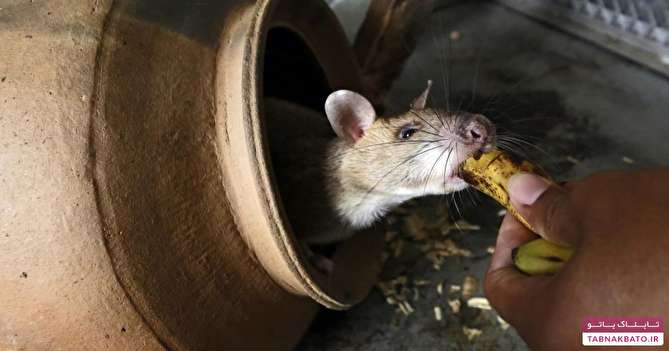 جرم عجیب موش‌ها در هند و آرژانتین!