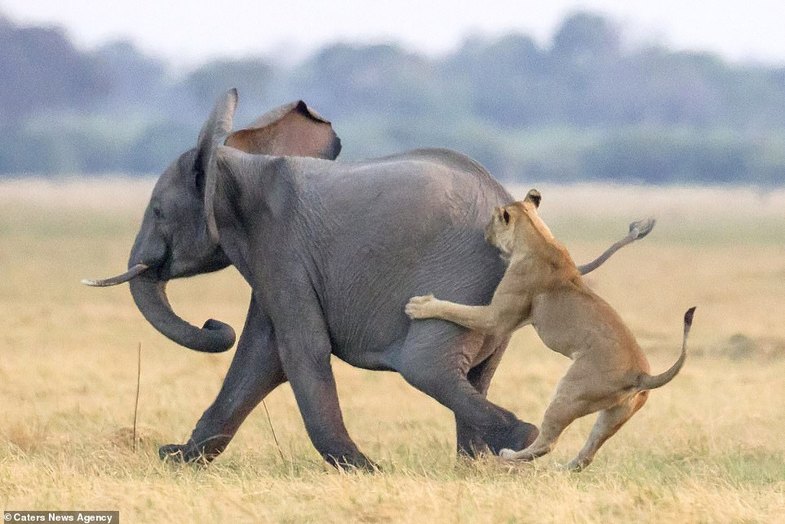 فرار جسورانه بچه فیل از دست شیر‌های گرسنه +عکس
