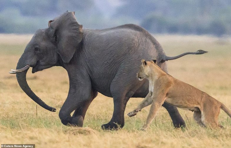 فرار جسورانه بچه فیل از دست شیر‌های گرسنه +عکس