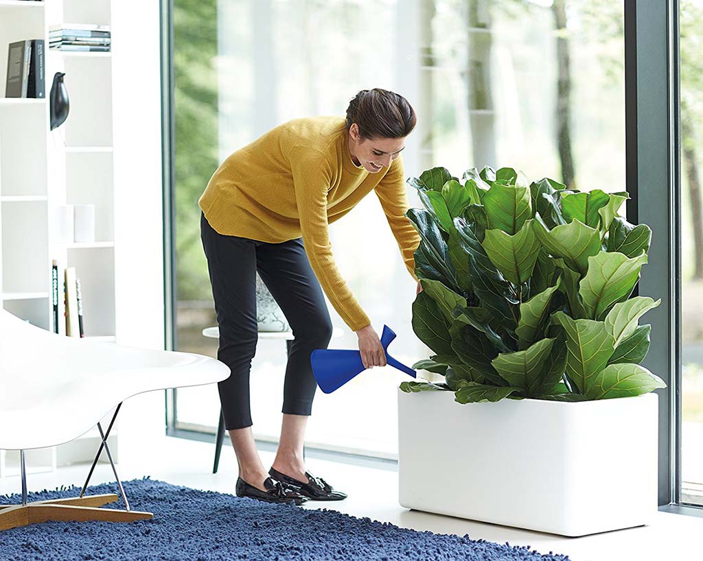 تمیز کردن گل‌های آپارتمانی با راهکارهایی ساده