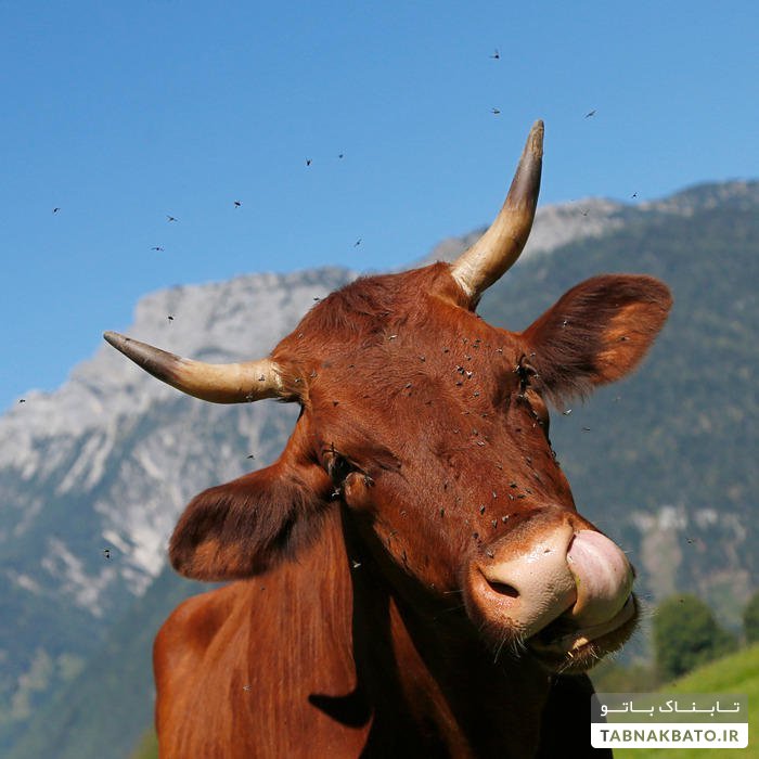 هشدار وزیر کشاورزی اتریش درباره یک چالش چندش آور