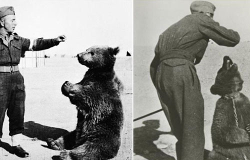 ماجرای خرس مشهور ایرانی که به سربازی رفت + عکس