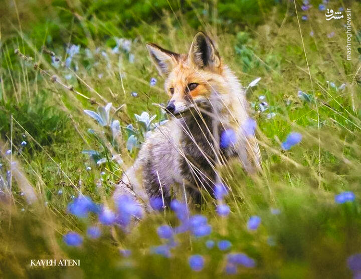 روباه زیبای ایرانی+عکس