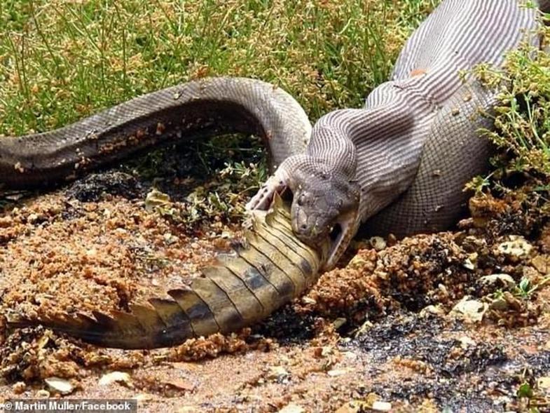بلعیدن تمساح توسط مار پیتون که هزاران بار دیده شد +تصاویر