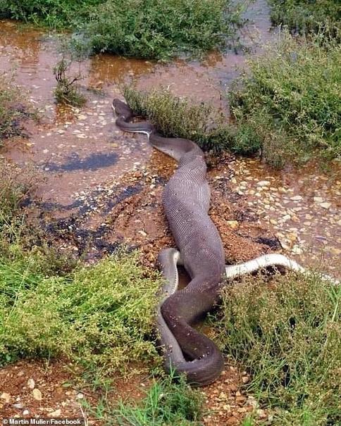 بلعیدن تمساح توسط مار پیتون که هزاران بار دیده شد +تصاویر
