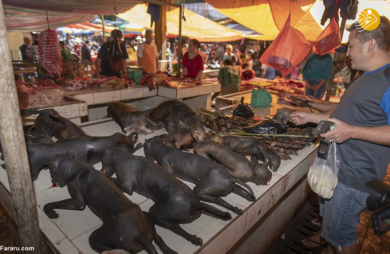 سوخاری سگ، خفاش، مار و میمون در یک بازار وحشتناک (+۱۶)