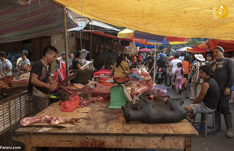 سوخاری سگ، خفاش، مار و میمون در یک بازار وحشتناک (+۱۶)