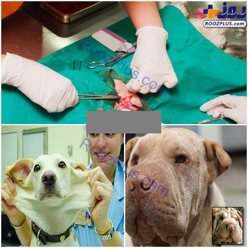 جراحی زیبایی حیوانات خانگی +عکس