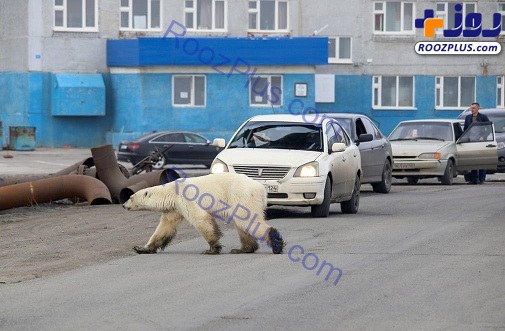 لحظه جالب عبور یک خرس قطبی از خیابان+عکس