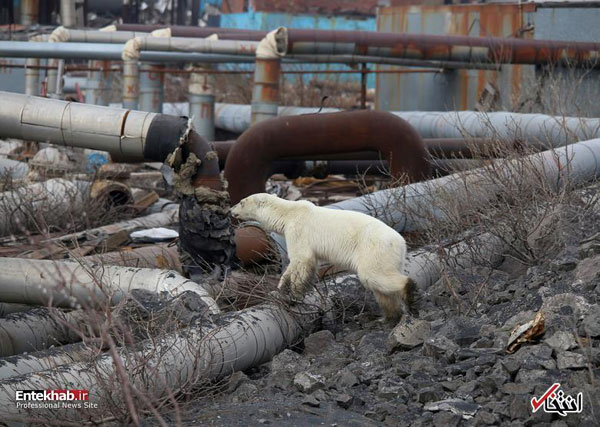 ورود خرس قطبیِ گرسنه و درمانده به روسیه +عکس