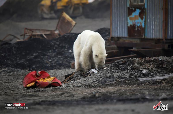 ورود خرس قطبیِ گرسنه و درمانده به روسیه +عکس
