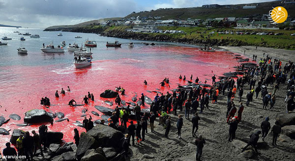 کشتار بی‌رحمانه نهنگ‌ها؛ آب دریا قرمز شد