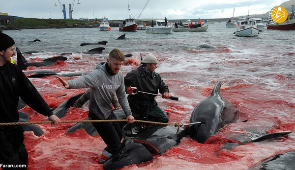 کشتار بی‌رحمانه نهنگ‌ها؛ آب دریا قرمز شد