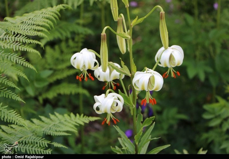 نادرترین گل جهان در داماش گیلان +عکس