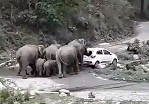 حمله فیل‌های عصبانی به ماشین‌ها در پارک ملی
