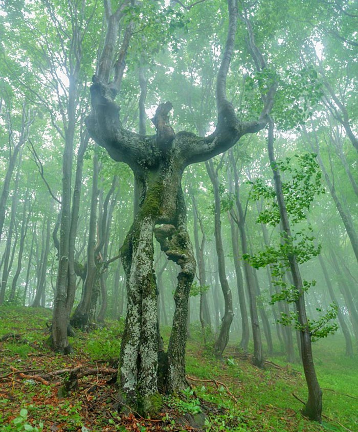 با درخت انسان نمای عجیب بلغارستان آشنا شوید+عکس