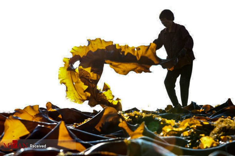 خشک کردن جلبک دریایی +عکس