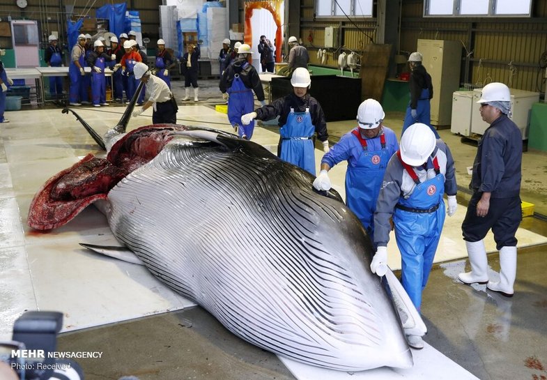شکار نهنگ در ژاپن‎ +عکس
