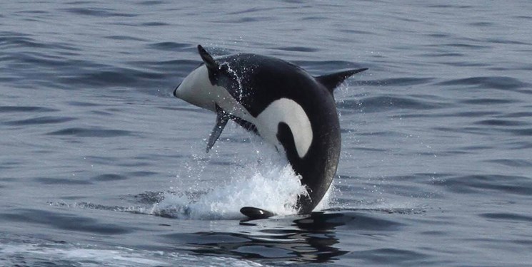 خوشحالی دانشمندان از تولد نوزاد نهنگ در حال انقراض +عکس