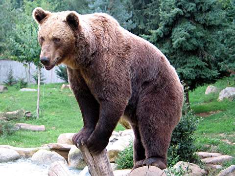 ورود خرس به خانه‌ای در مونتانا آمریکا!