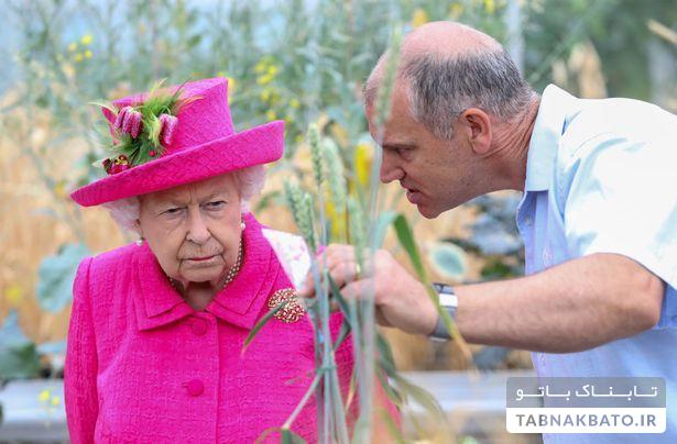بیل زنی ملکه الیزابت ۹۳ ساله برای کاشت درخت