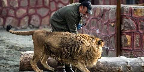 حمله شیر به مدیر باغ وحش در قزوین