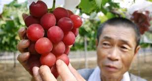 فروش خوشه انگور به قیمت ۱۱ هزار دلار در ژاپن
