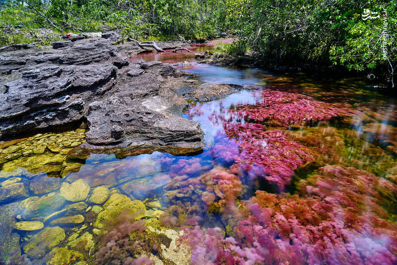 رنگارنگ ترین رودخانه دنیا +تصاویر