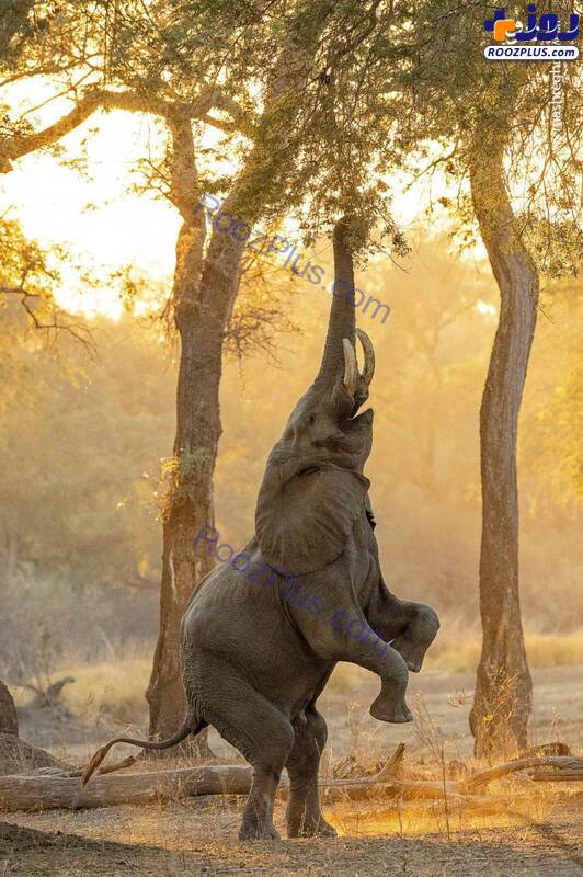 ایستادن فیل روی دو پا +عکس