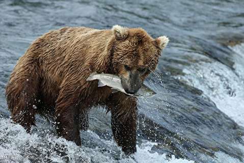 شکار ماهی آزاد به سبک خرس آلاسکا