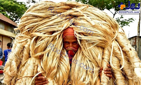 کارگر هندی در حال حمل کنف+عکس